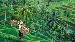 Bali Belum Menikmat “Berkah” Melemahnya Rupiah | Equityworld EWF Medan