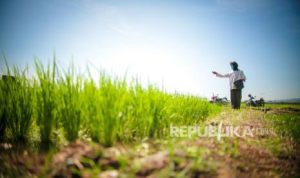 Bank Indonesia: Pertanian Tulang Punggung Ekonomi, Bukti Sektor Pangan Kian Kuat | EQUITYWORLD SEMARANG | Equityworld EWF Medan