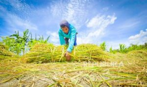 BI Ungkap Pertanian Jadi Penopang Saat Ekonomi Diuji, Ekspor Tembus Rp166 Triliun | EQUITYWORLD SEMARANG | Equityworld EWF Medan