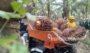 Industri Sawit Beri Dampak Ekonomi Hijau dan Lapangan Kerja | EQUITYWORLD SEMARANG | Equityworld EWF Medan
