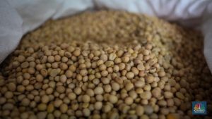 11 Bahan Pangan RI Ini Dibeli Pakai Dolar, Jadi Favorit Warga RI | Equityworld EWF Medan