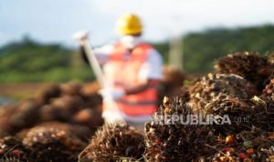 Cuaca dan Harga Pupuk Jadi Tantangan Emiten Sawit | EQUITYWORLD SEMARANG | Equityworld EWF Medan