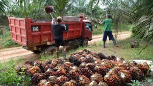 Wamentan: DSI Tak Ambil Untung untuk Ekspor Minyak Sawit | Equityworld EWF Medan