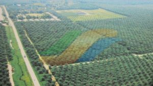 2026, PTPN III Bidik Pendapatan Naik 40%, Tapi Laba Turun Tipis | Equityworld EWF Medan