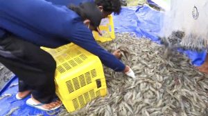 Emiten Udang Kaesang (PMMP) Terlilit Utang Hingga PHK Karyawan | Equityworld EWF Medan