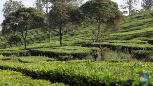 Laba Holding Perkebunan (PTPN III) Lompat 81% Jadi Rp6,39 T di 2025 | Equityworld EWF Medan