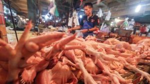 Pedagang Cemas Jualan Ayam dan Telur Kian Sepi Usai Harga Acuan Naik | EQUITYWORLD SEMARANG | Equityworld EWF Medan